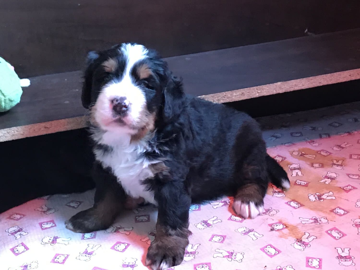 Chiots Bouviers Bernois élevés à la maison