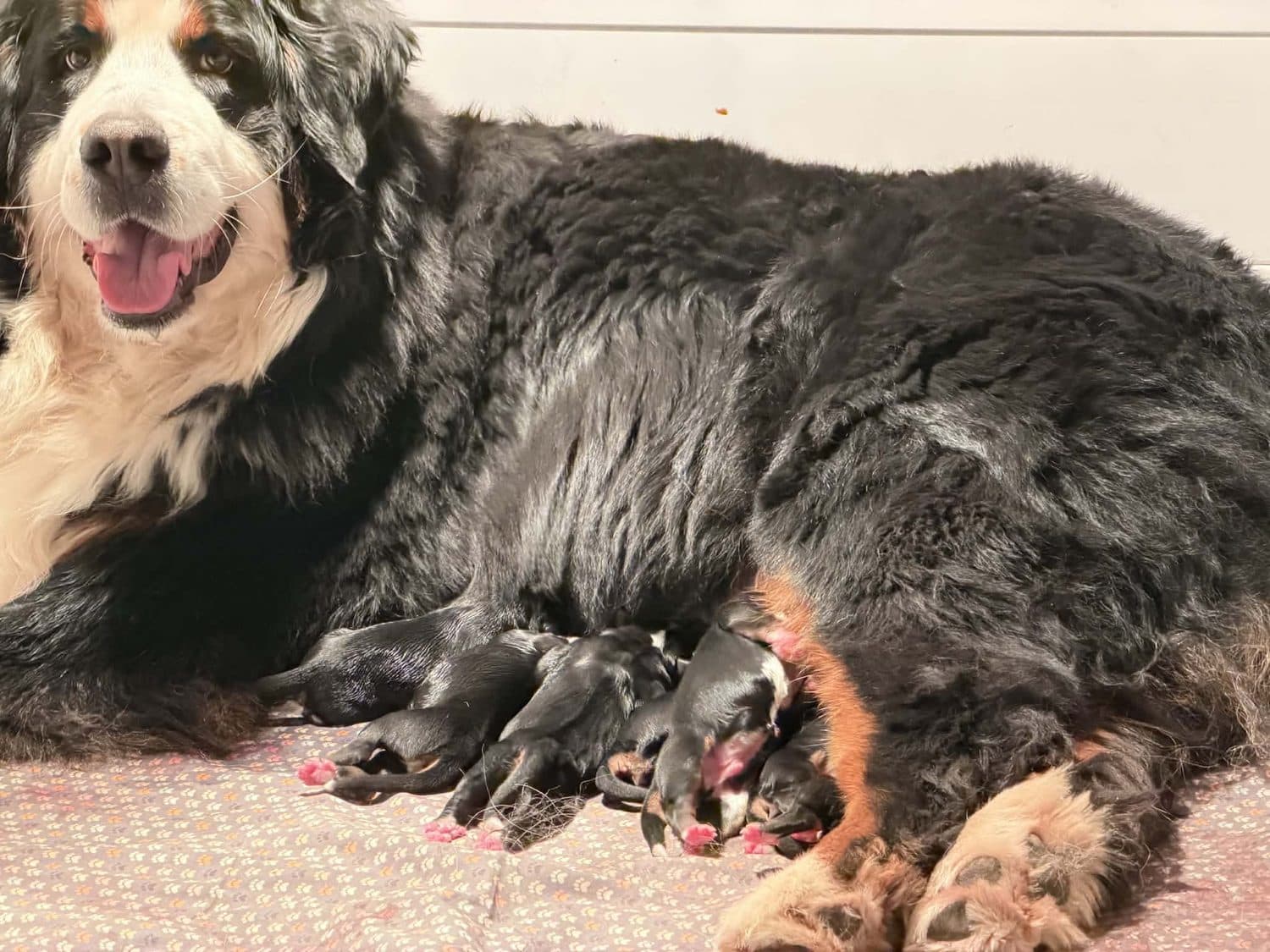 Hyza, mère Bouvier Bernois de l'élevage Dudswelriver, allaitant sa portée de chiots nouveau-nés