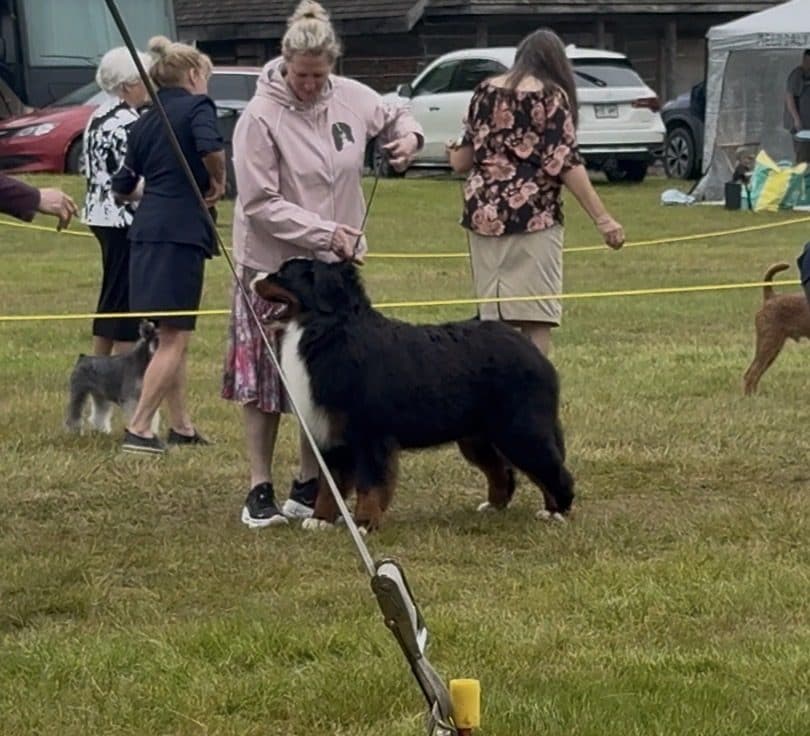 Robb, mâle Bouvier Bernois de l'élevage Dudswelriver, présenté dans le ring lors d'une exposition canine au Québec