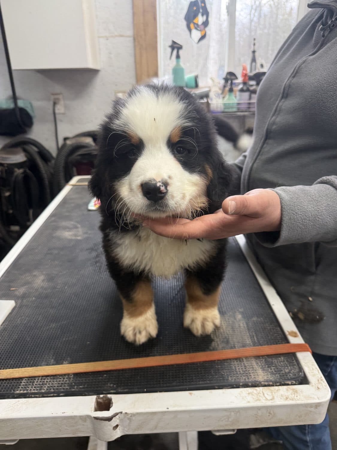 Rosko, adorable chiot Bouvier Bernois de l'élevage Dudswelriver, manipulé sur la table de toilettage, Cantons-de-l'Est