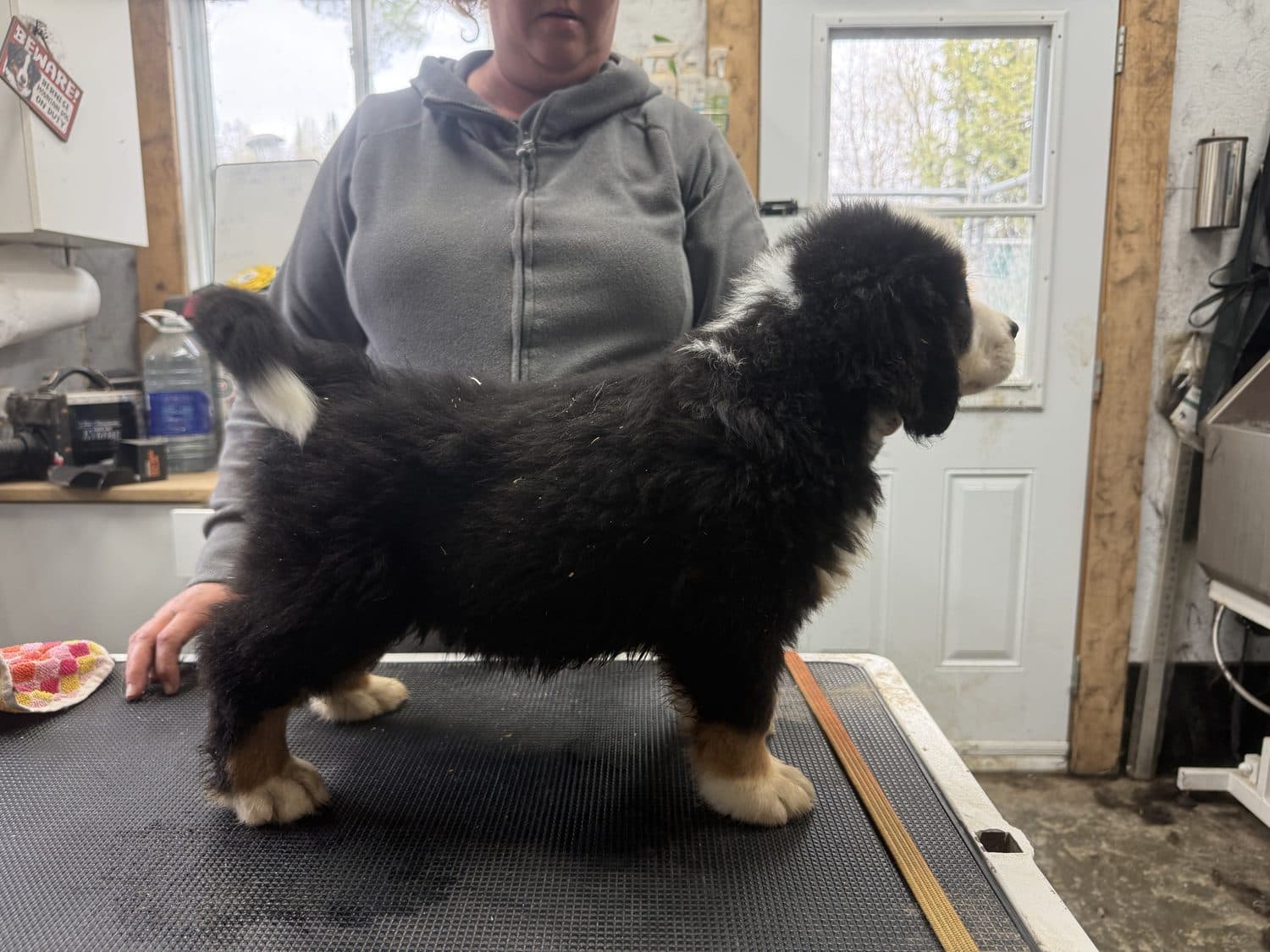 Jeune chiot Bouvier Bernois de l'élevage Dudswelriver manipulé sur la table, socialisation au toilettage à Dudswell