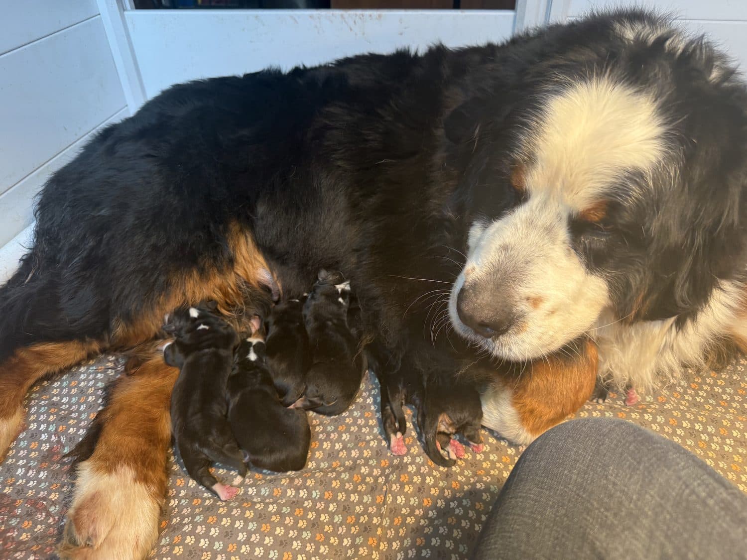 Mère Bouvier Bernois de l'élevage Dudswelriver allaitant tendrement sa portée de chiots nouveau-nés à Dudswell