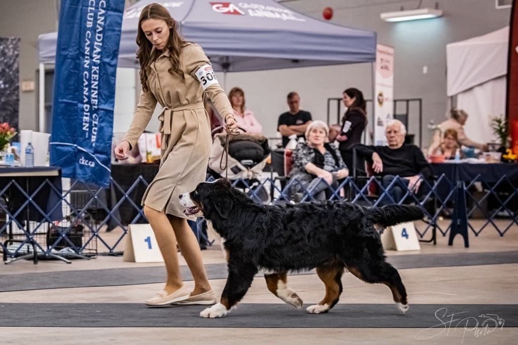 Bouvier Bernois adulte en démarche dans un ring d'exposition canine, conduit en laisse par sa présentatrice de l'élevage Dudswelriver