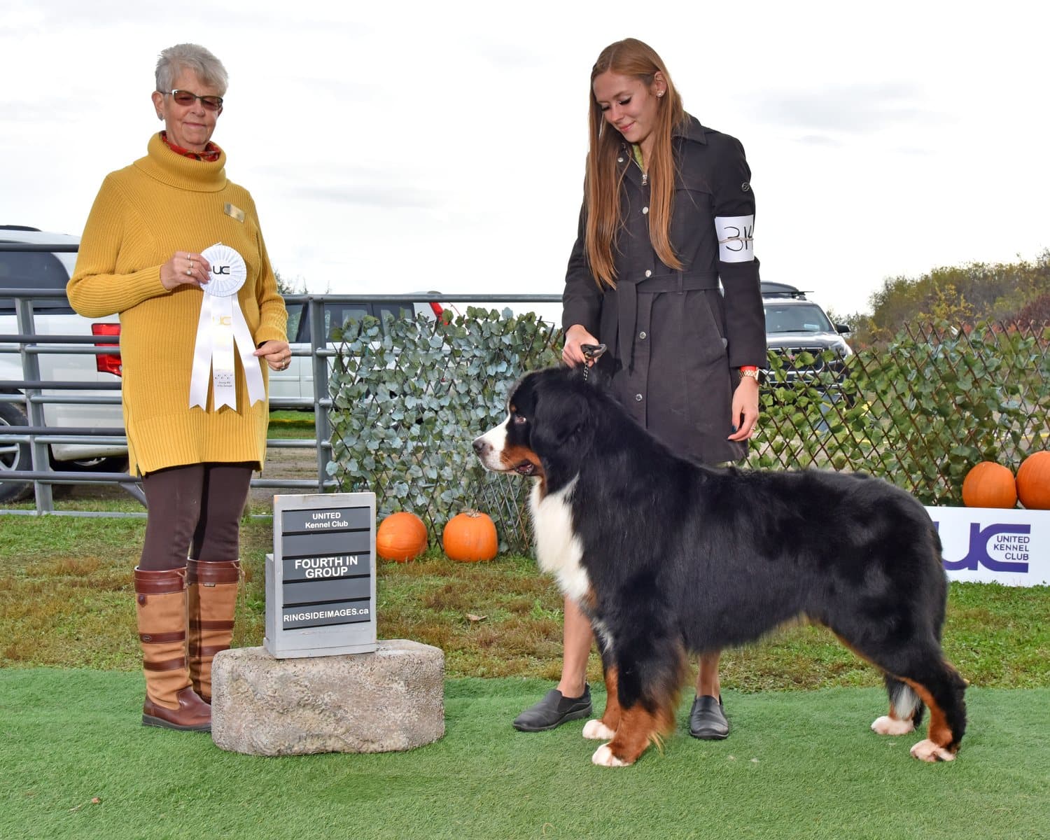 Bouvier Bernois adulte posé en stack devant un ruban de quatrième de groupe lors d'une exposition canine extérieure
