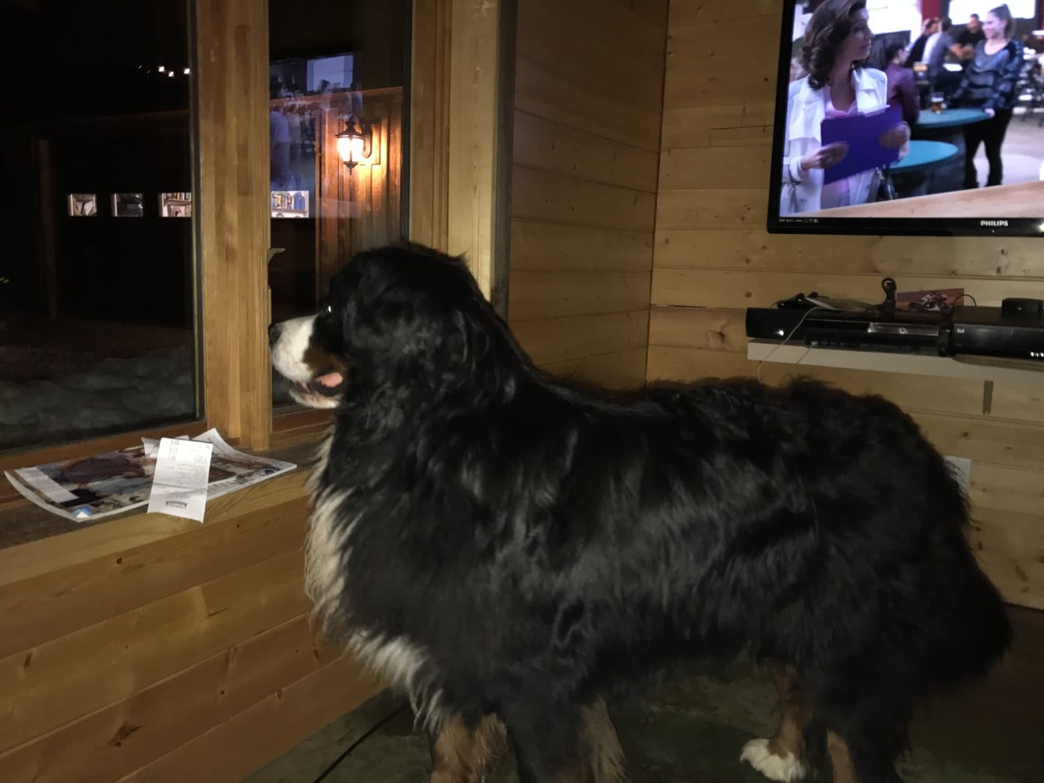 Bouvier Bernois adulte debout de profil devant une fenêtre, à l'intérieur d'un chalet en bois rond
