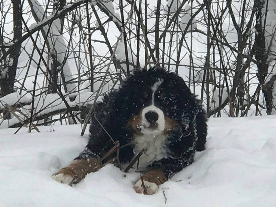 Jeune Bouvier Bernois couché dans la neige fraîche devant des branches givrées à Dudswell