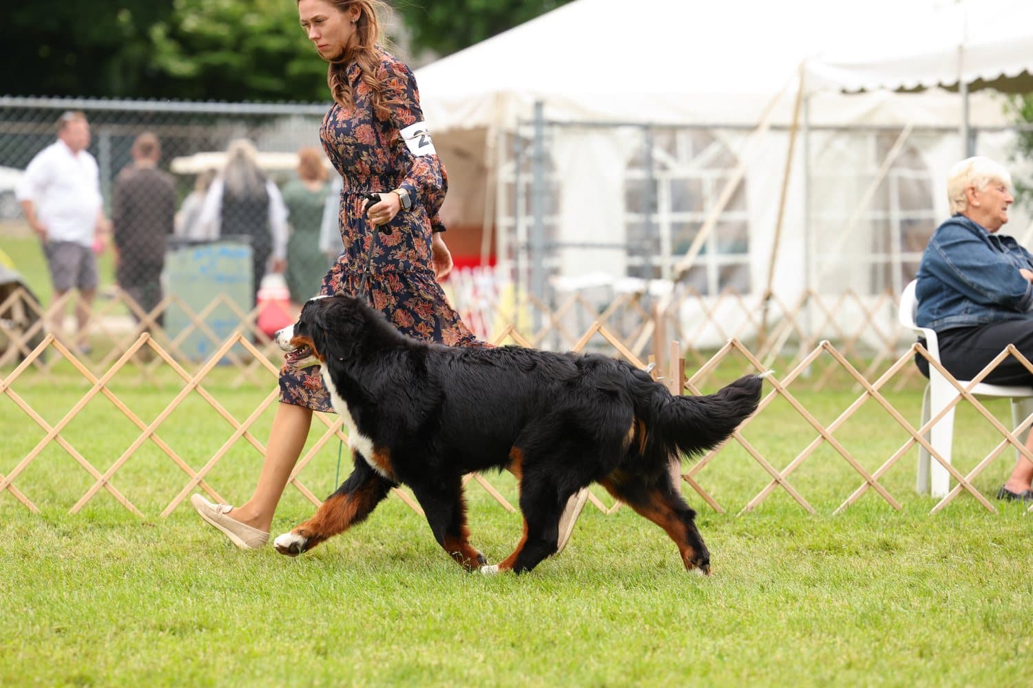 Bouvier Bernois adulte trottant sur le gazon d'une exposition canine, mené par sa présentatrice en robe fleurie