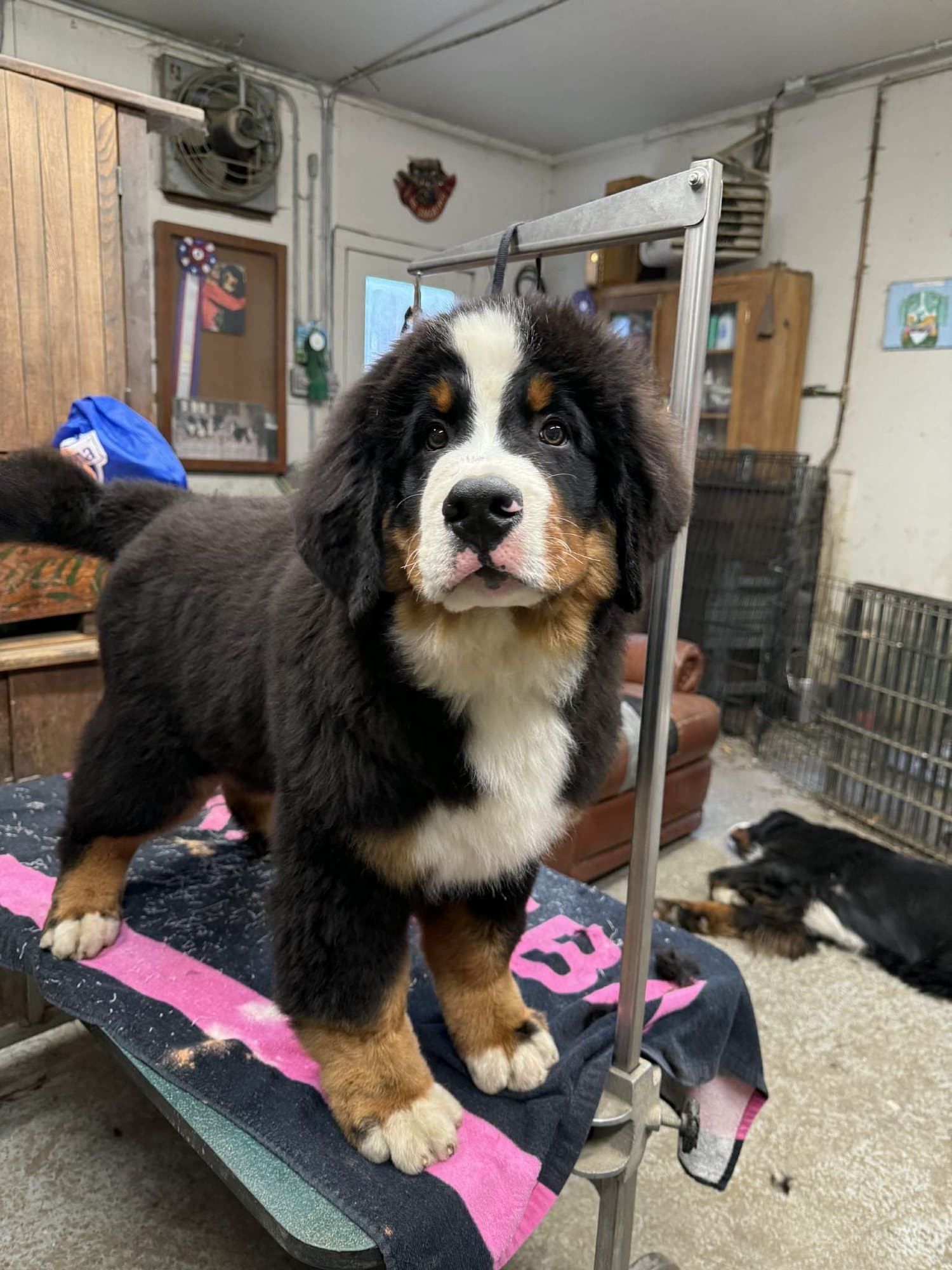 Chiot Bouvier Bernois debout sur une table de toilettage, regard attentif, dans l'atelier de l'élevage