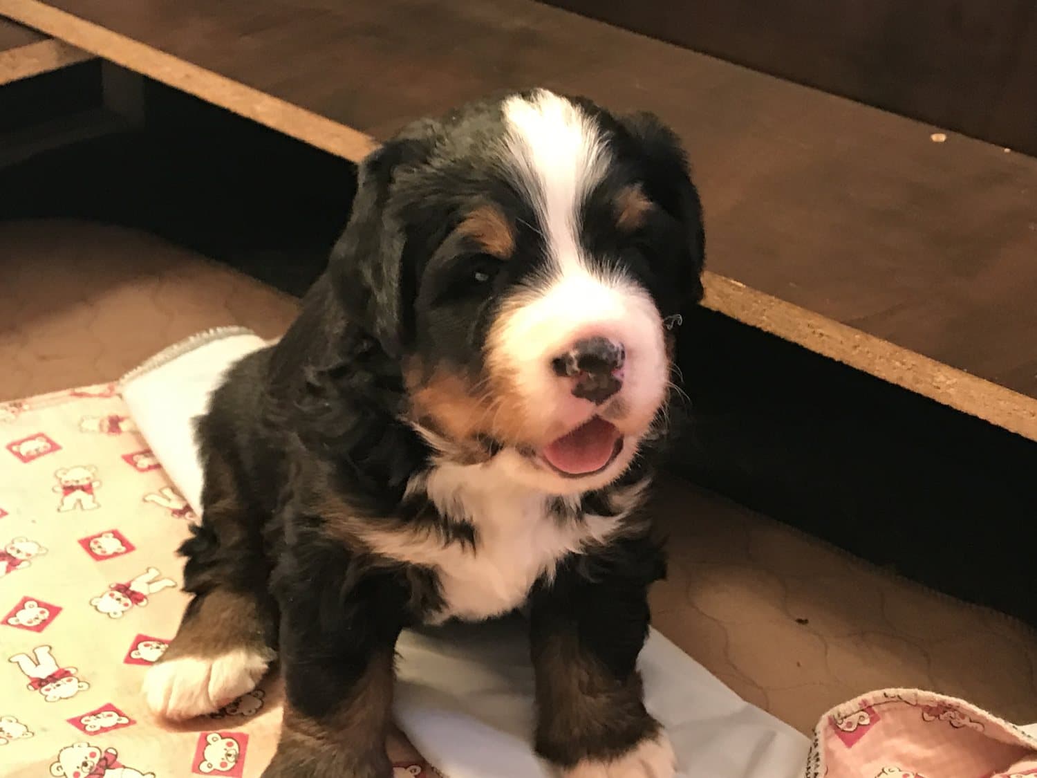 Jeune chiot Bouvier Bernois assis sur une couverture, gueule ouverte, dans l'aire d'élevage