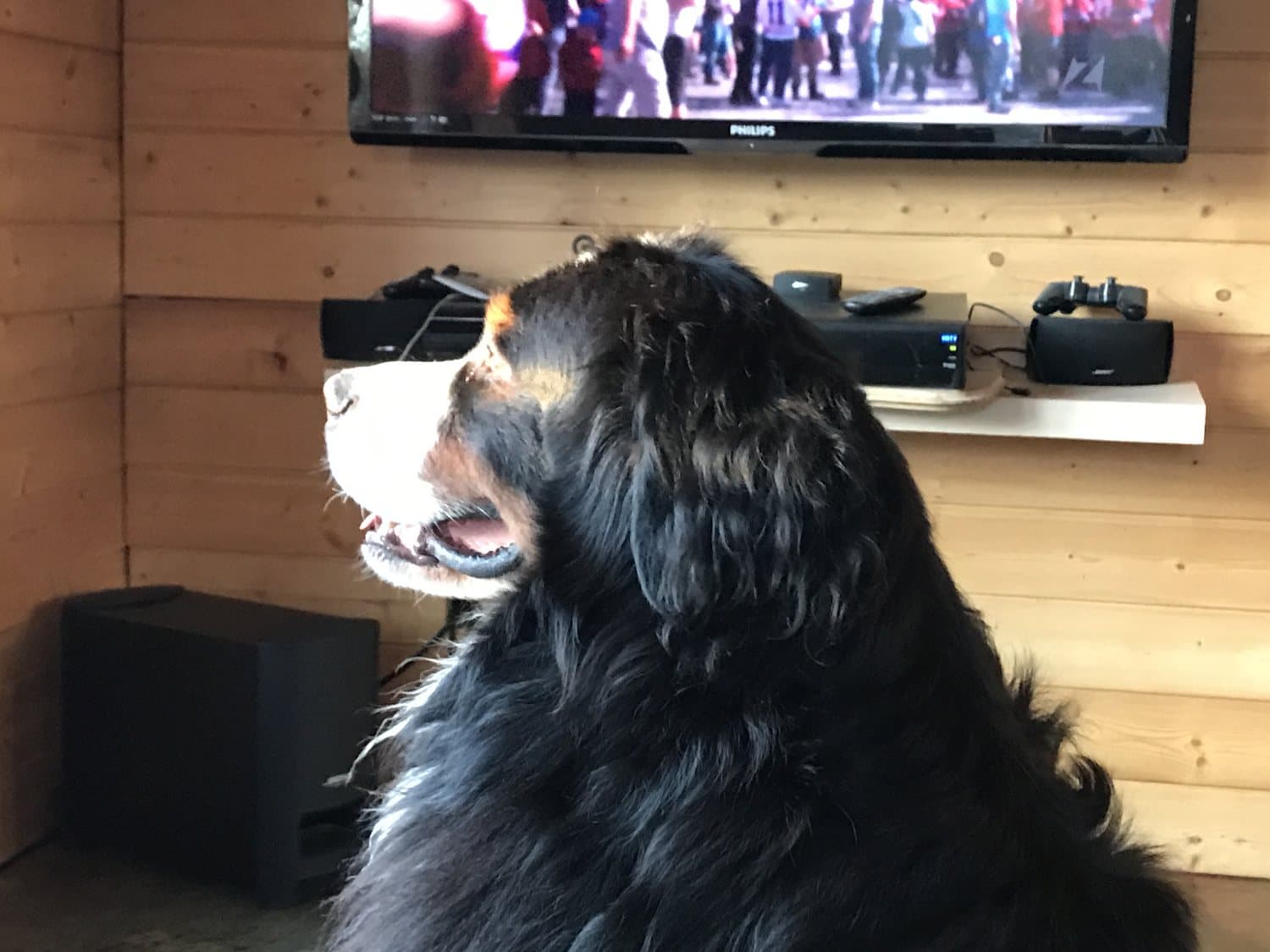 Bouvier Bernois adulte assis de profil devant un téléviseur dans le salon d'un chalet en bois