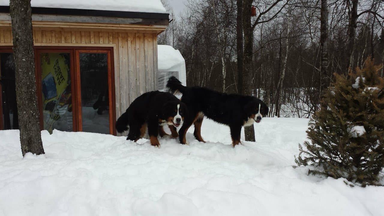 Deux Bouviers Bernois jouant dans la neige devant un bâtiment de l'élevage Dudswelriver