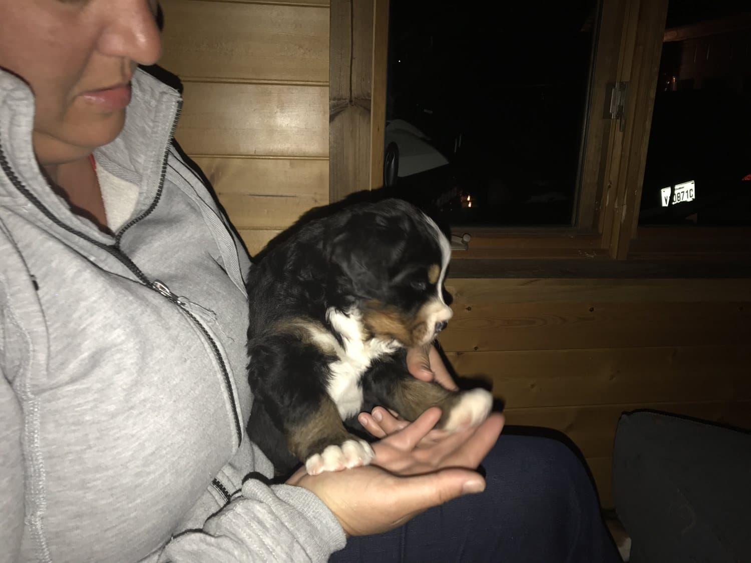 Chiot Bouvier Bernois tenu dans les mains d'une personne le soir à l'élevage Dudswelriver
