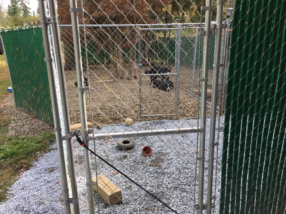 Enclos extérieur clôturé en grillage avec gravier et jouets dans les installations de l'élevage Dudswelriver