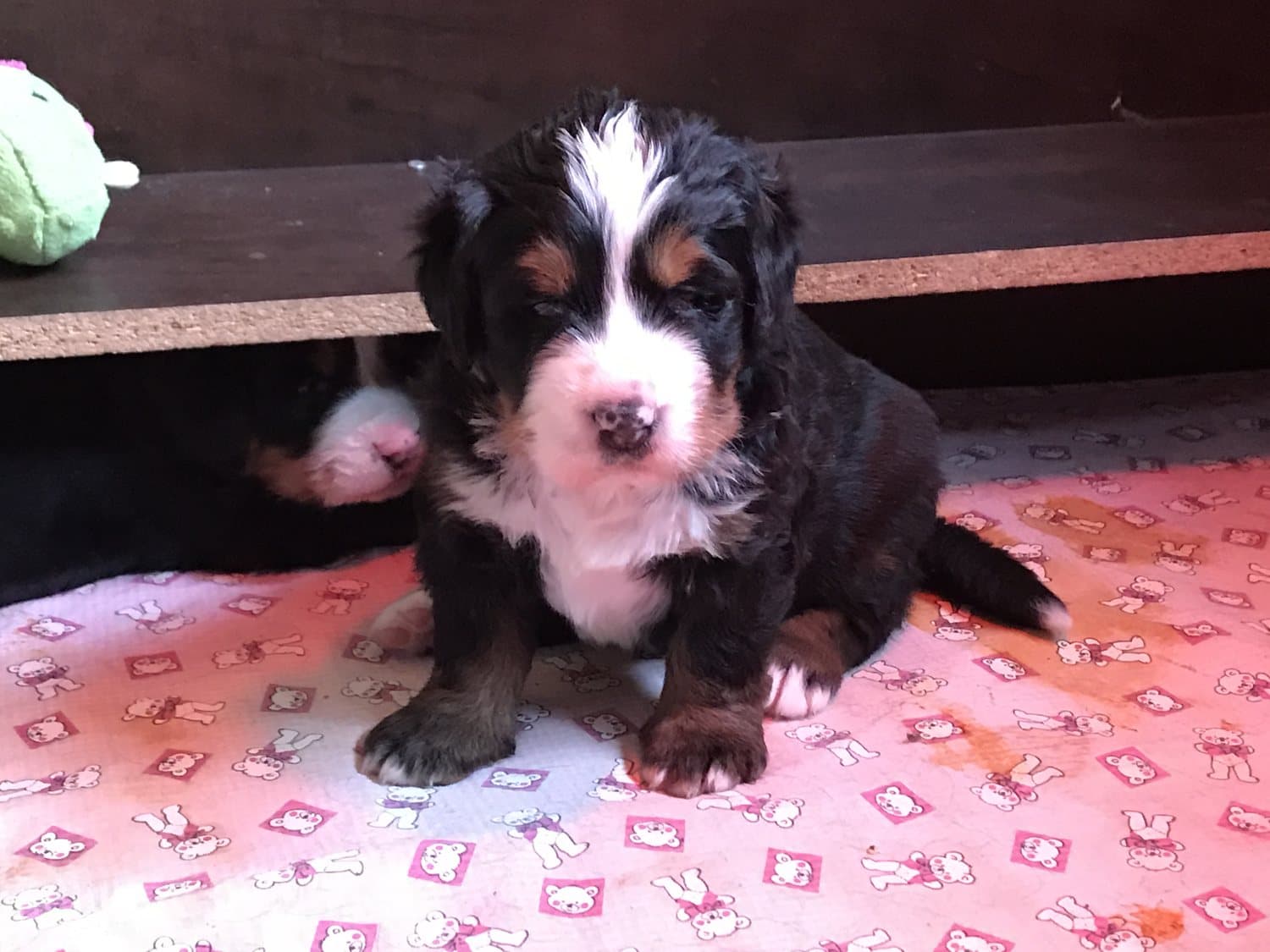 Chiot Bouvier Bernois assis sur une couverture rose, marque blanche au front, dans le coin chiots