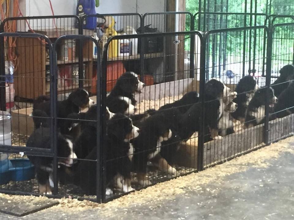 Portée de chiots Bouvier Bernois regroupés dans un parc de jeu intérieur de l'élevage Dudswelriver