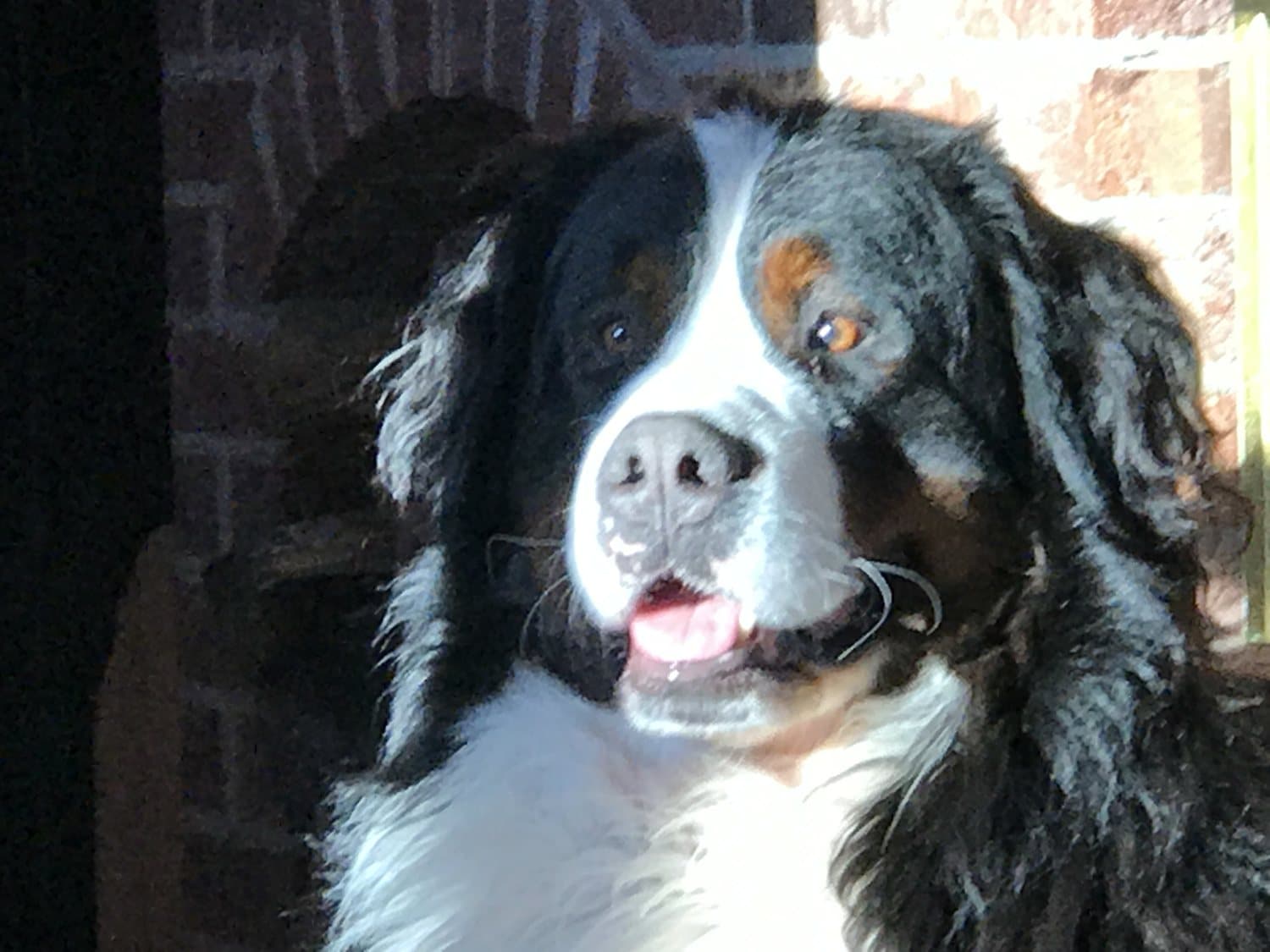 Portrait rapproché d'un Bouvier Bernois au soleil, la langue sortie, devant un mur de briques