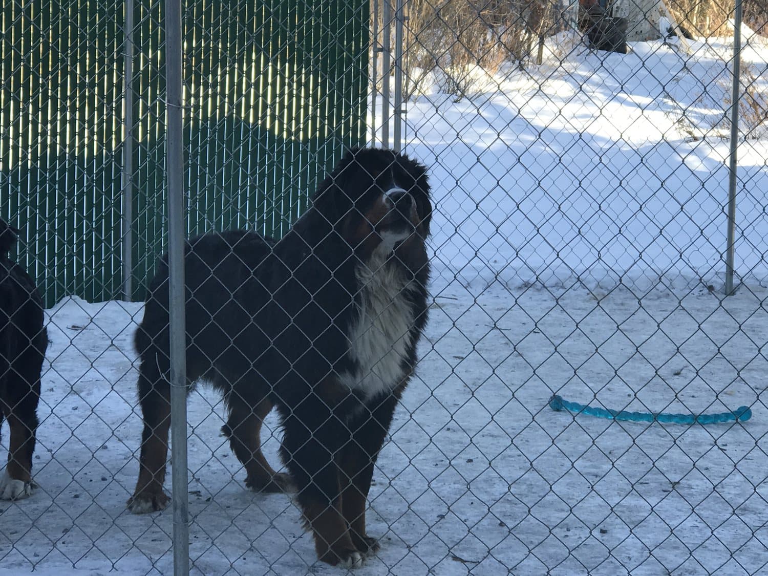 Bouvier Bernois adulte debout dans un enclos clôturé enneigé à Dudswell