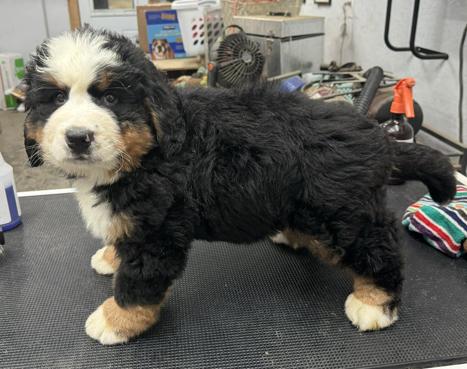 Chiot Bouvier Bernois de l'élevage Dudswelriver fraîchement toiletté sur une table