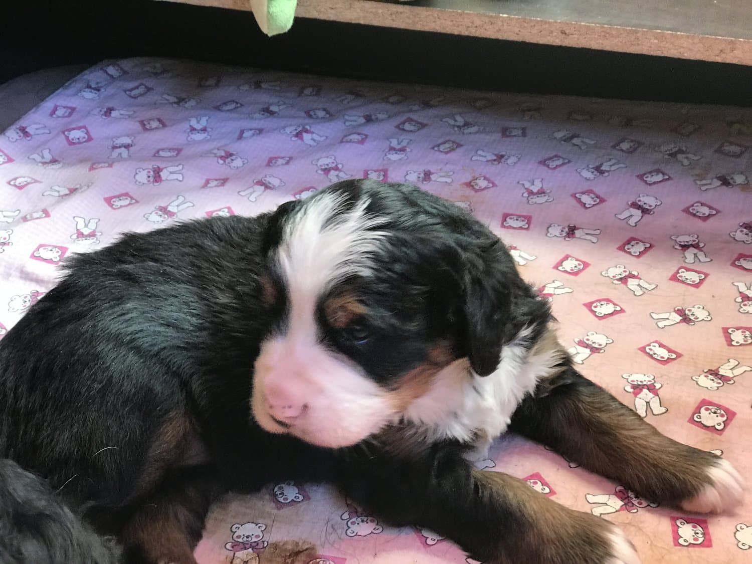 Chiot Bouvier Bernois couché et détendu sur une couverture rose