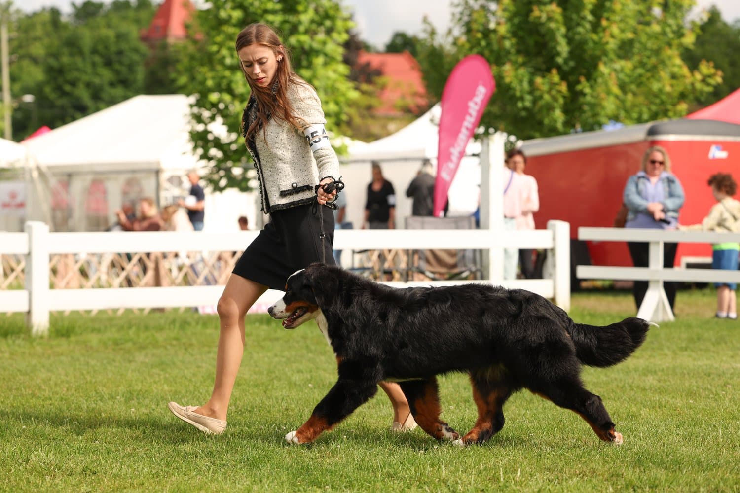 Bouvier Bernois adulte au trot mené par sa maître-chien dans un ring d'exposition canine