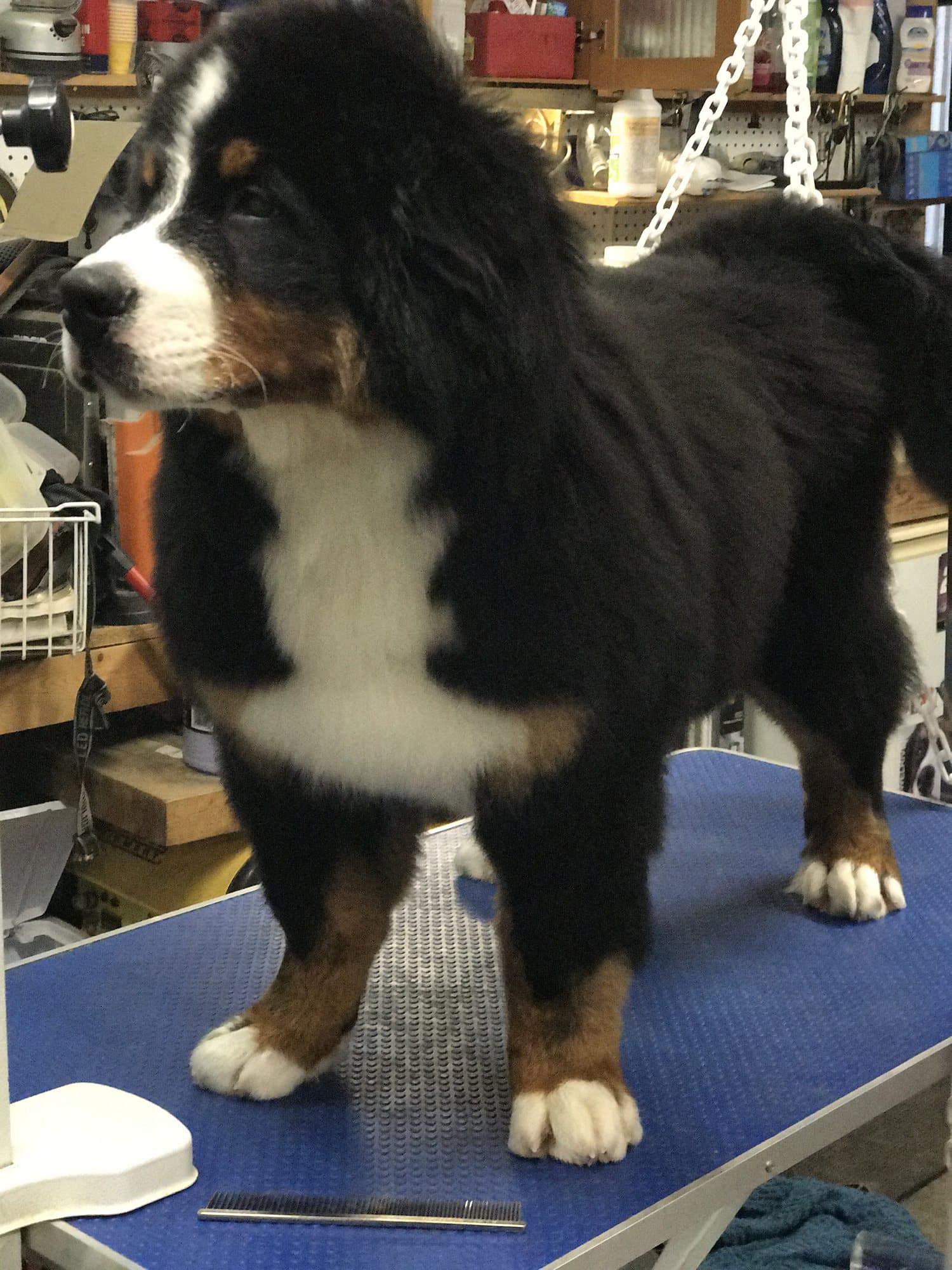 Chiot Bouvier Bernois debout sur une table de toilettage à l'élevage Dudswelriver