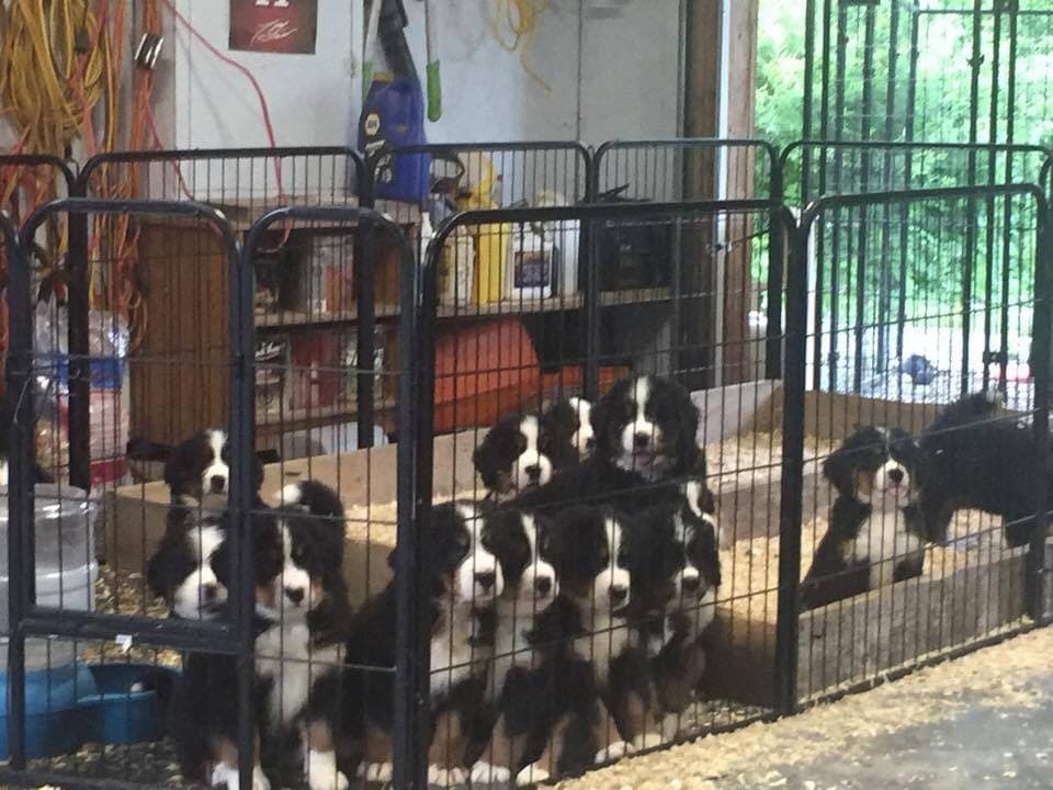 Groupe de chiots Bouvier Bernois rassemblés dans un enclos grillagé à l'élevage Dudswelriver