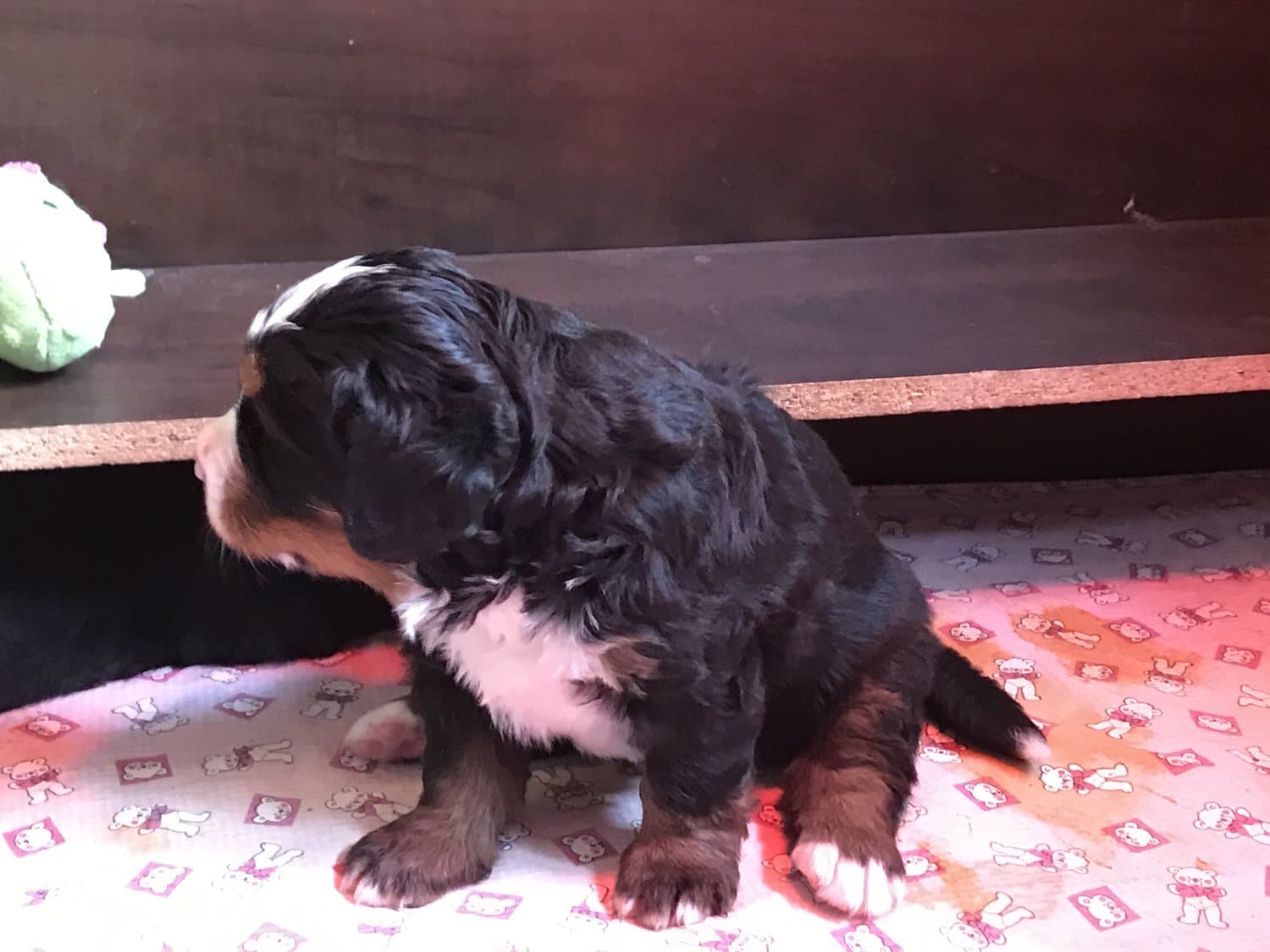 Jeune chiot Bouvier Bernois assis de profil sur un tapis d'entraînement