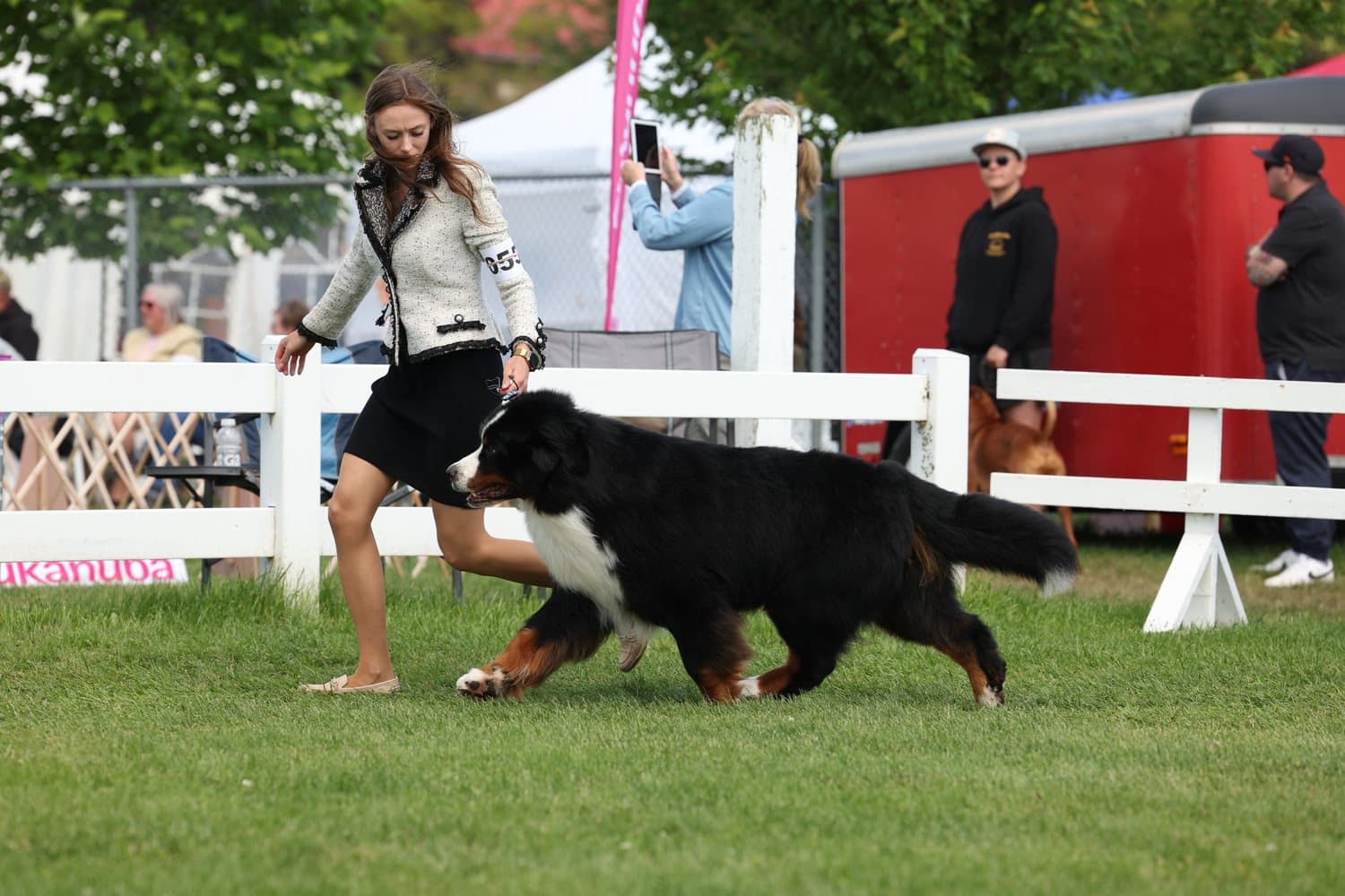 Bouvier Bernois adulte trotte en ring d'exposition tenu en laisse par sa manieuse devant les spectateurs