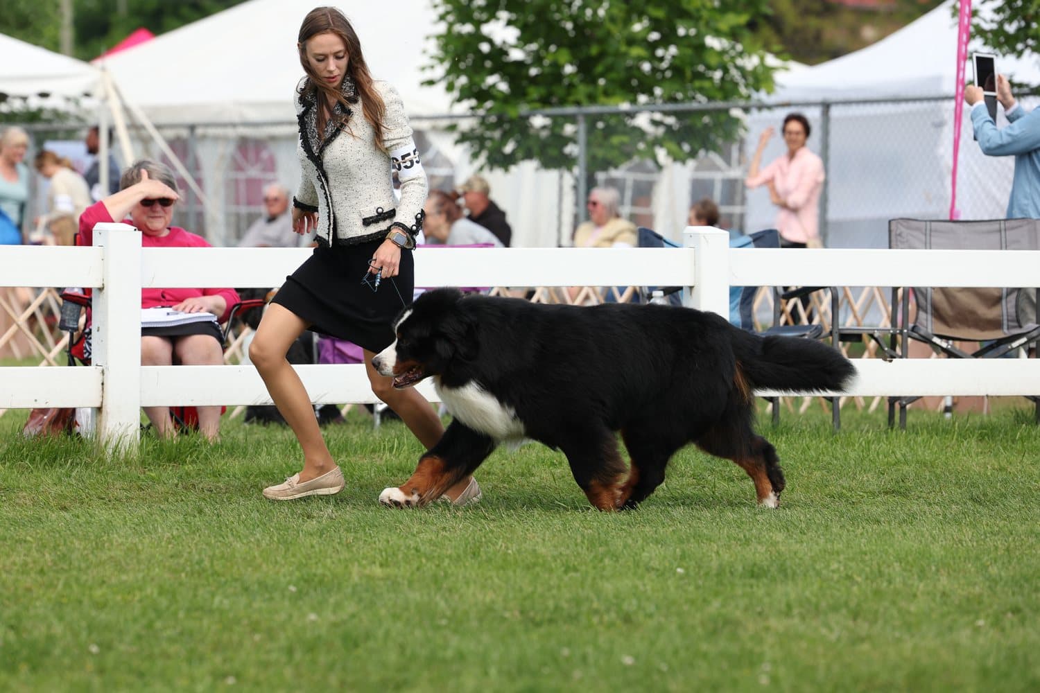 Bouvier Bernois présenté au trot devant la barrière blanche d'un ring lors d'une exposition canine