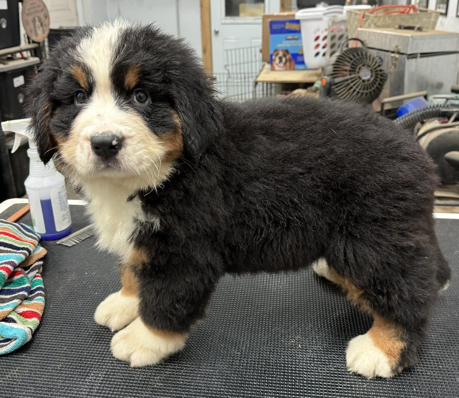 Jeune chiot Bouvier Bernois tricolore campé en position de présentation sur la table, élevage Dudswelriver à Dudswell