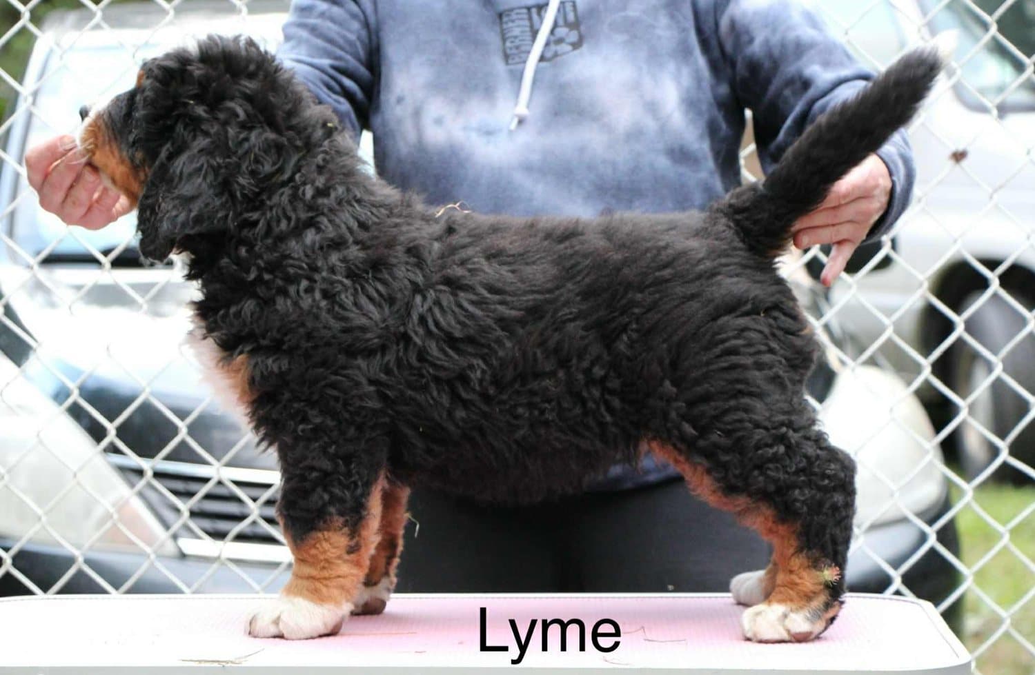 Jeune chiot Bouvier Bernois nommé Lyme placé de profil sur une table devant une clôture
