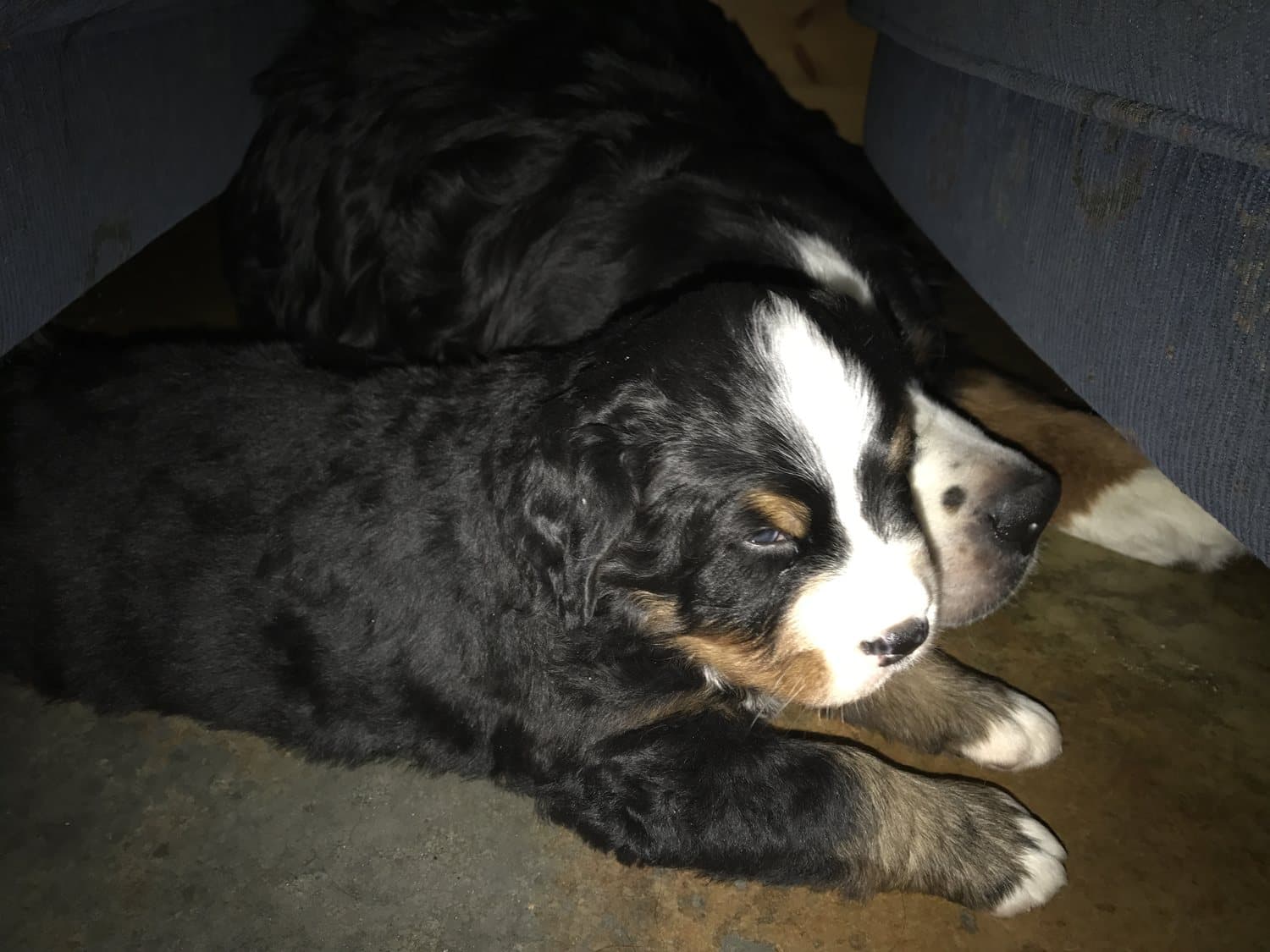 Chiot Bouvier Bernois endormi, blotti contre un autre chien sur le sol