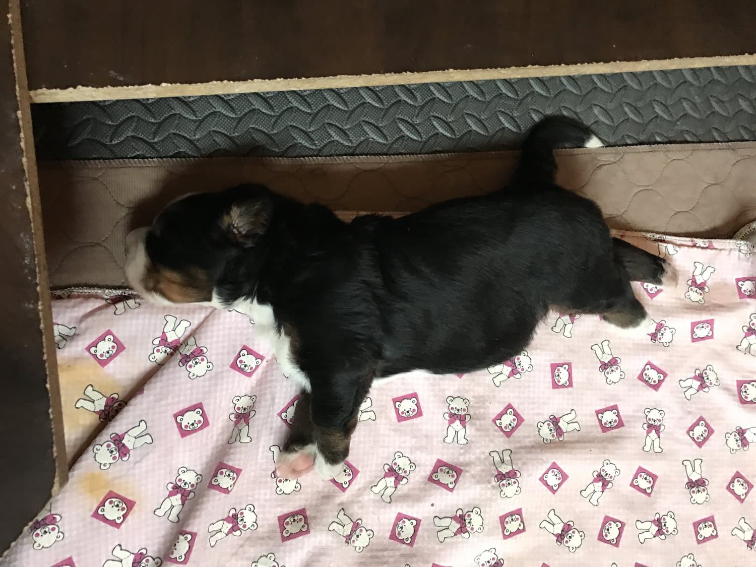 Chiot Bouvier Bernois couché sur le ventre sur un tapis rose, vu de dessus