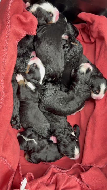 Portée de chiots Bouvier Bernois nouveau-nés blottis ensemble, élevage Dudswelriver à Dudswell