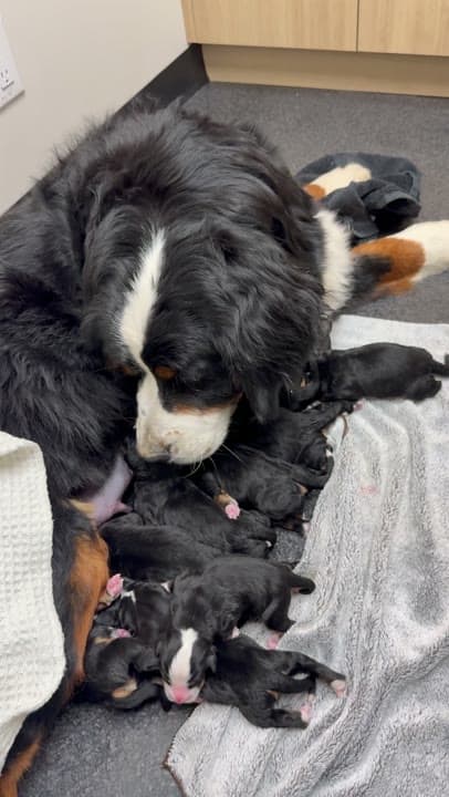 Maman Bouvier Bernois veillant sur ses chiots nouveau-nés qui tètent, élevage Dudswelriver