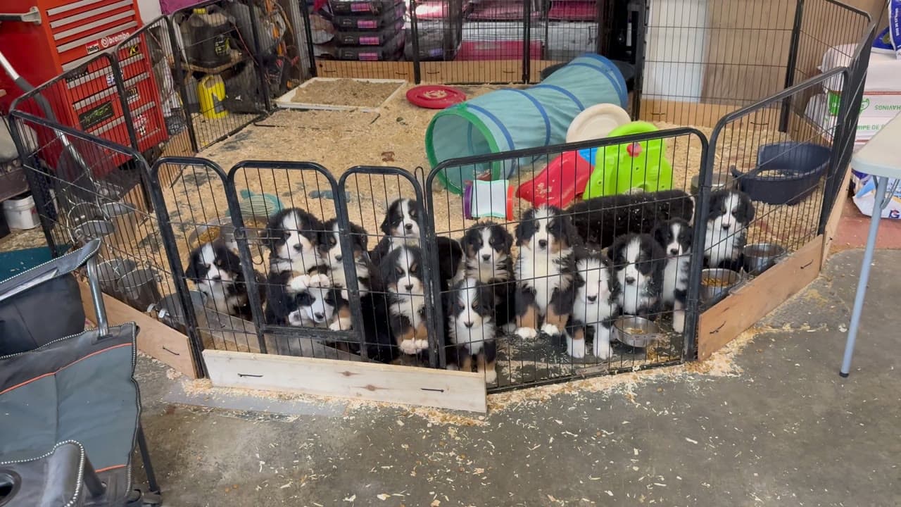 Portée de chiots Bouvier Bernois dans leur enclos, élevage Dudswelriver