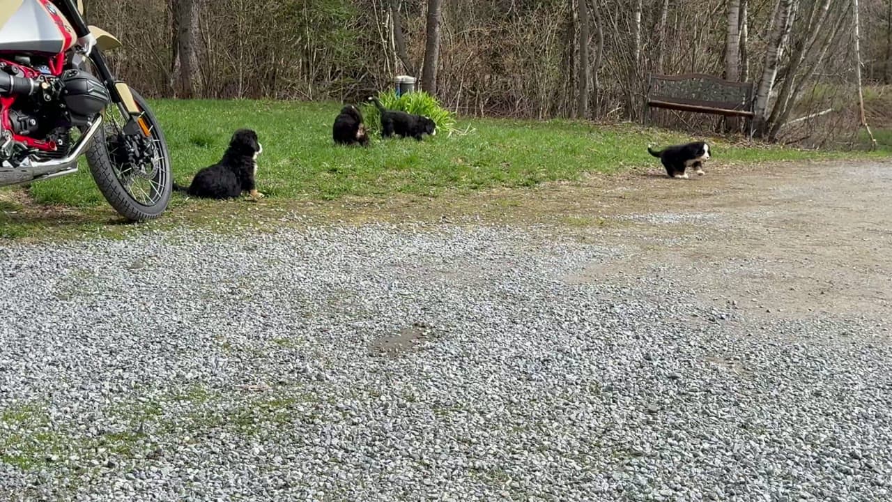 Chiots Bouvier Bernois explorant le domaine extérieur de Dudswelriver