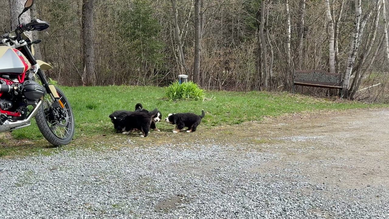 Chiots Bouvier Bernois qui jouent dehors sur le domaine de Dudswelriver