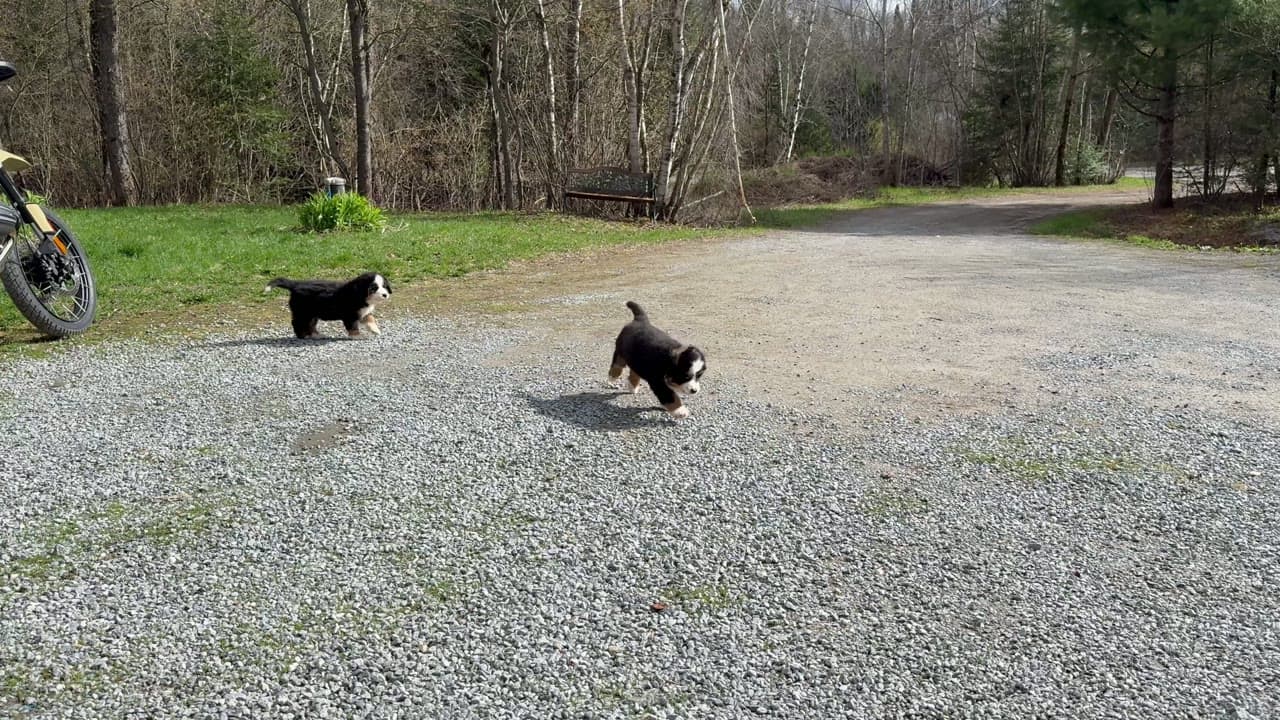 Chiots Bouvier Bernois qui courent sur le terrain de l'élevage Dudswelriver